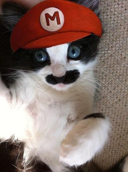 Kitten
