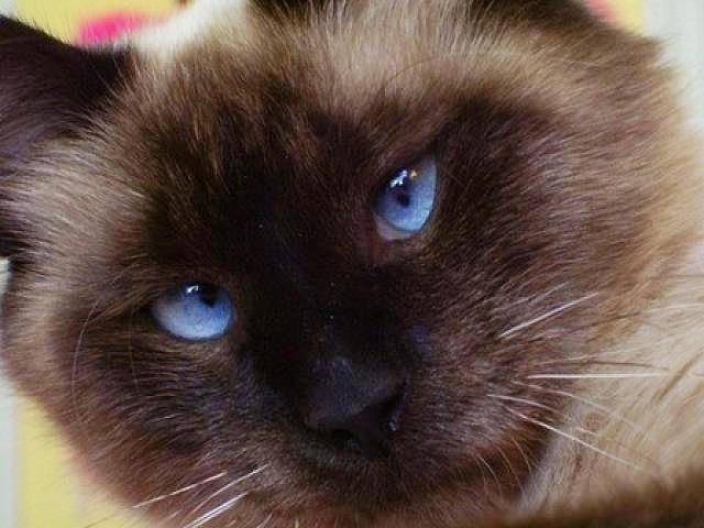 Blue Eyed cat