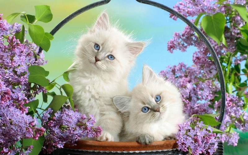 Kittens