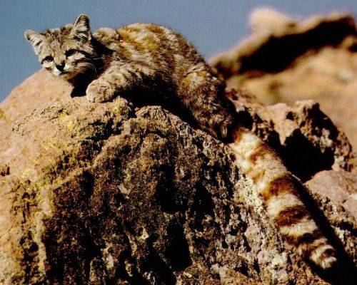 Andean Mo