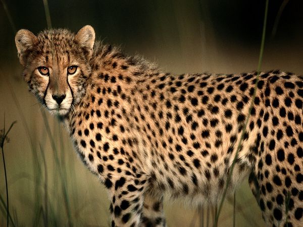 Cheetah