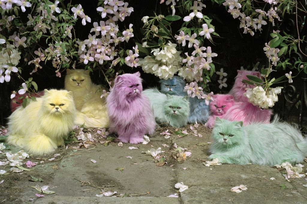 Cats