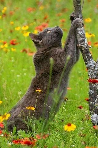 Cat Scrat