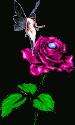 pink rose