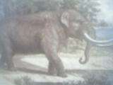 Mastodontas