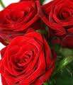 red roses