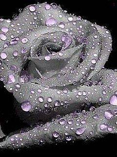 Rose drop