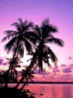 purple su