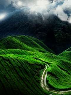 GREEN LAN