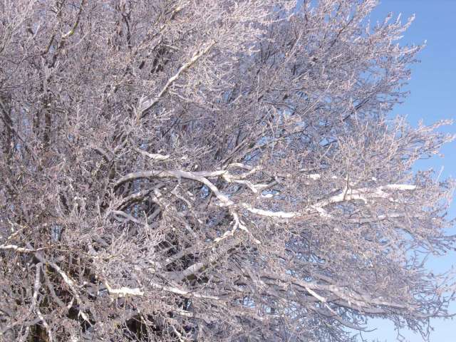 Snow wood