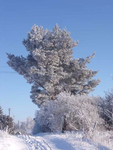 My pine..