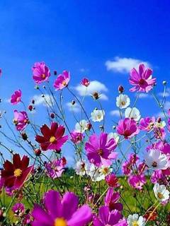 Flower194