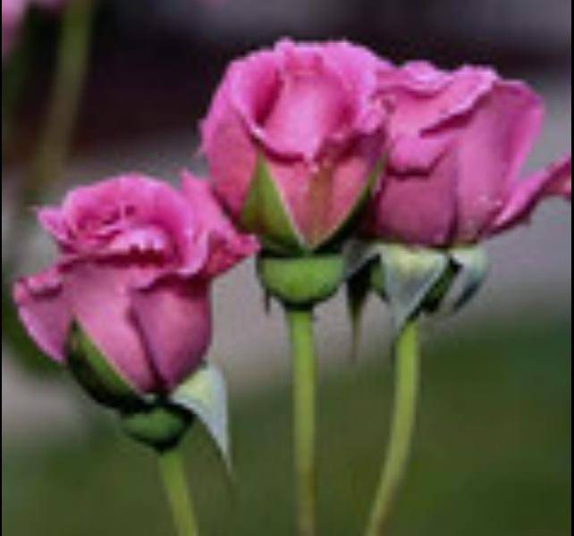 Flower190