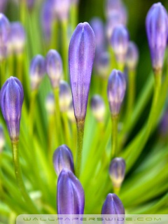 Flower206