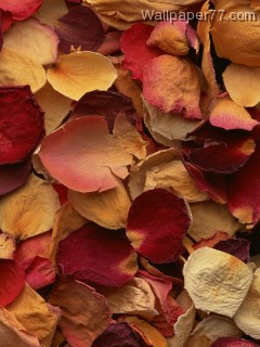 Flower198