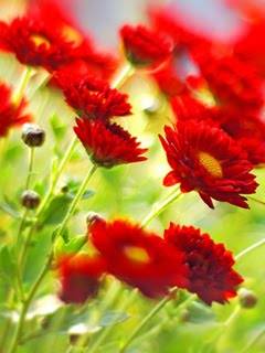 Flower197
