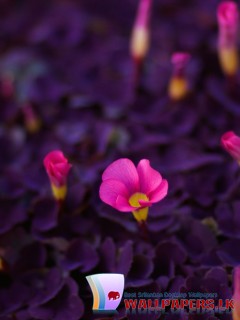 Flower193