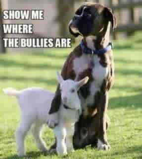 bully