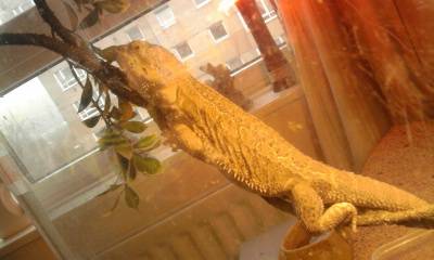 Our drago