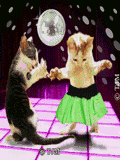 Dancing cats