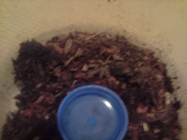 My spider