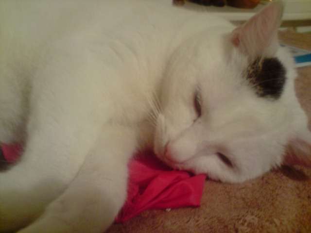 My cute c
