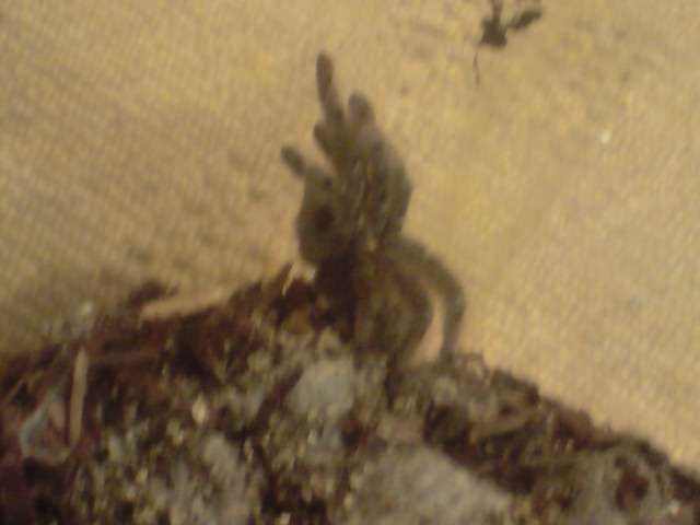 This spid