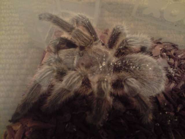Big spide