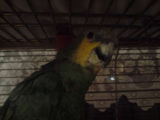 My parrot