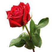 red rose 