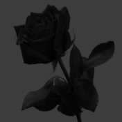 rose