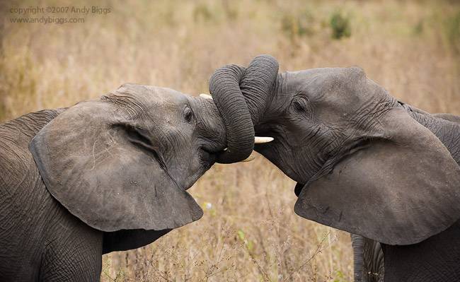 The Kiss
