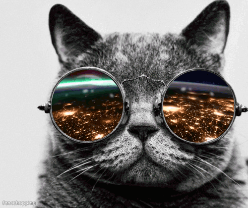 Cool Cat