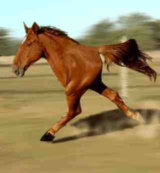 The horse i bet on y