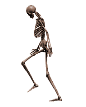 Bones