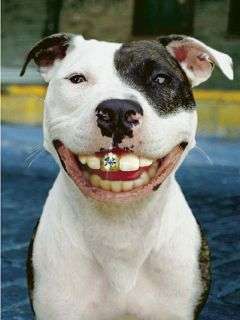 Bling dog