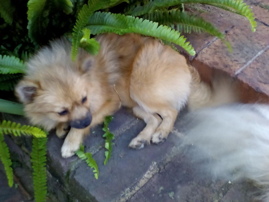 Rosie outside 1