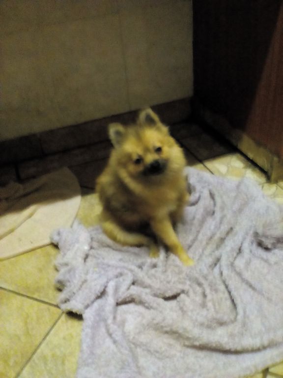 Rosie 2
