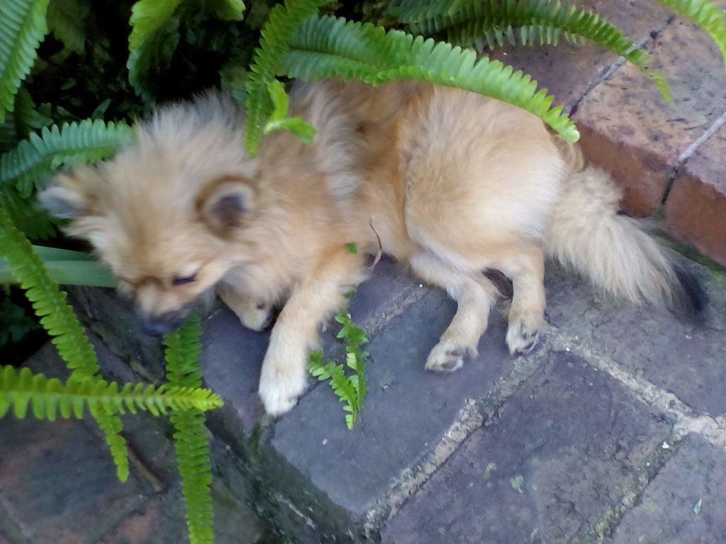 Rosie outside 4