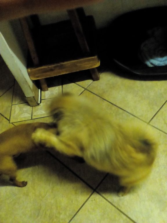Rose + Alfie play fight 1