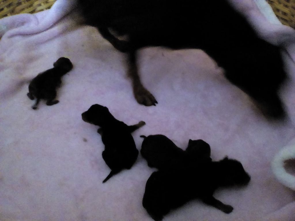 Min Pin P