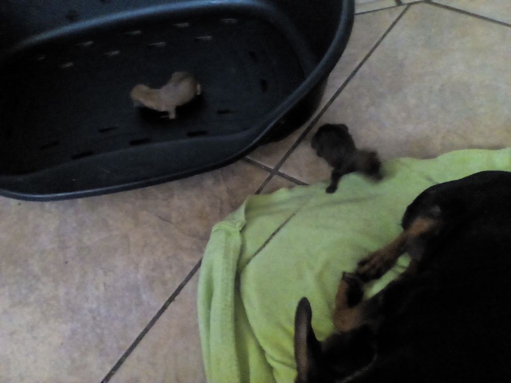 Min Pin P