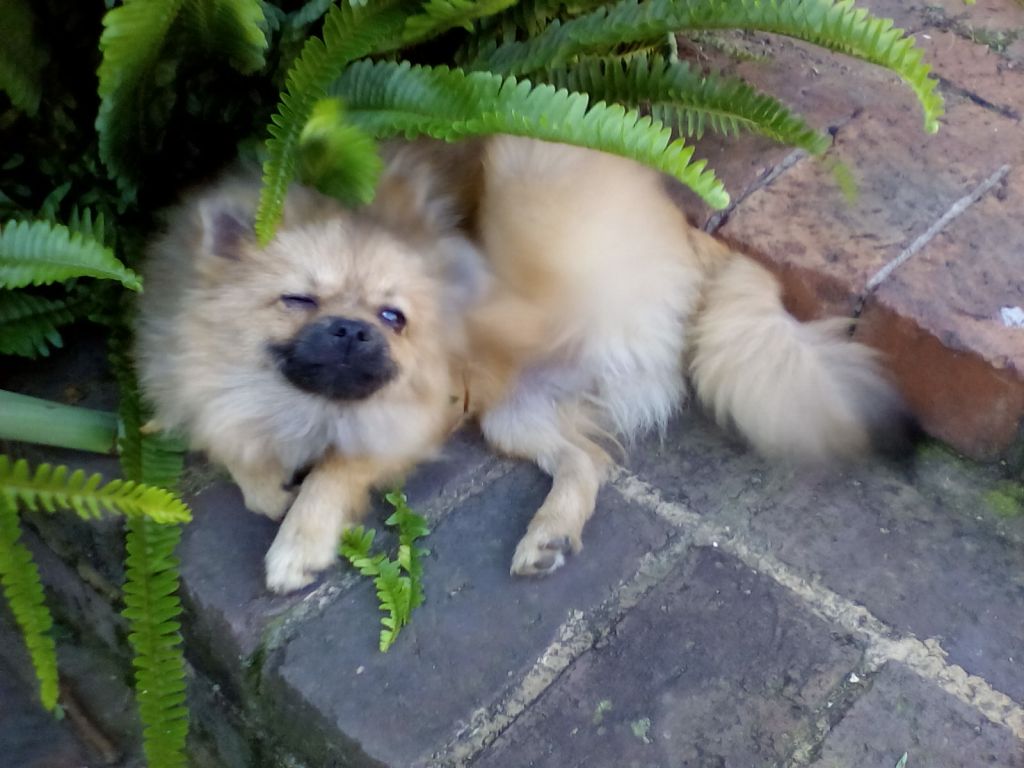 Rosie outside 3