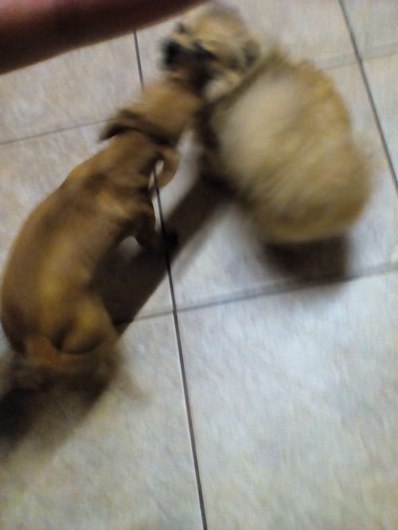 Rose + Alfie
