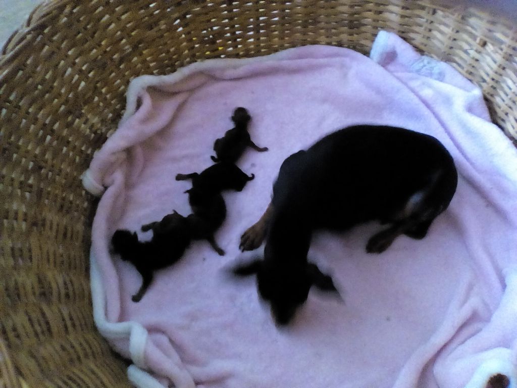 Min Pin P
