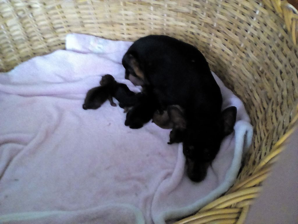 Min Pin P