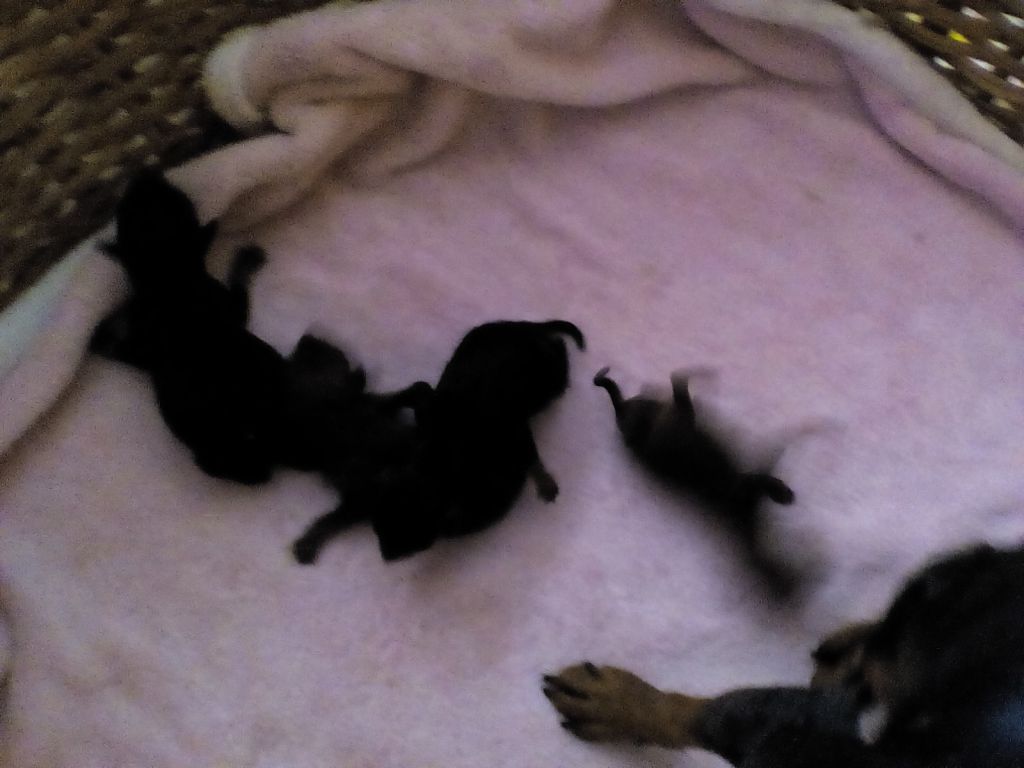 Min Pin P