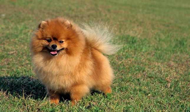 Not my pom