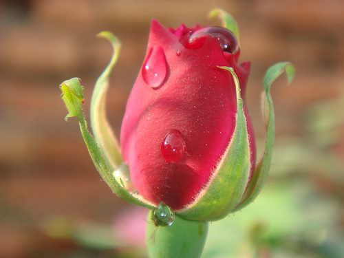 A rose fo