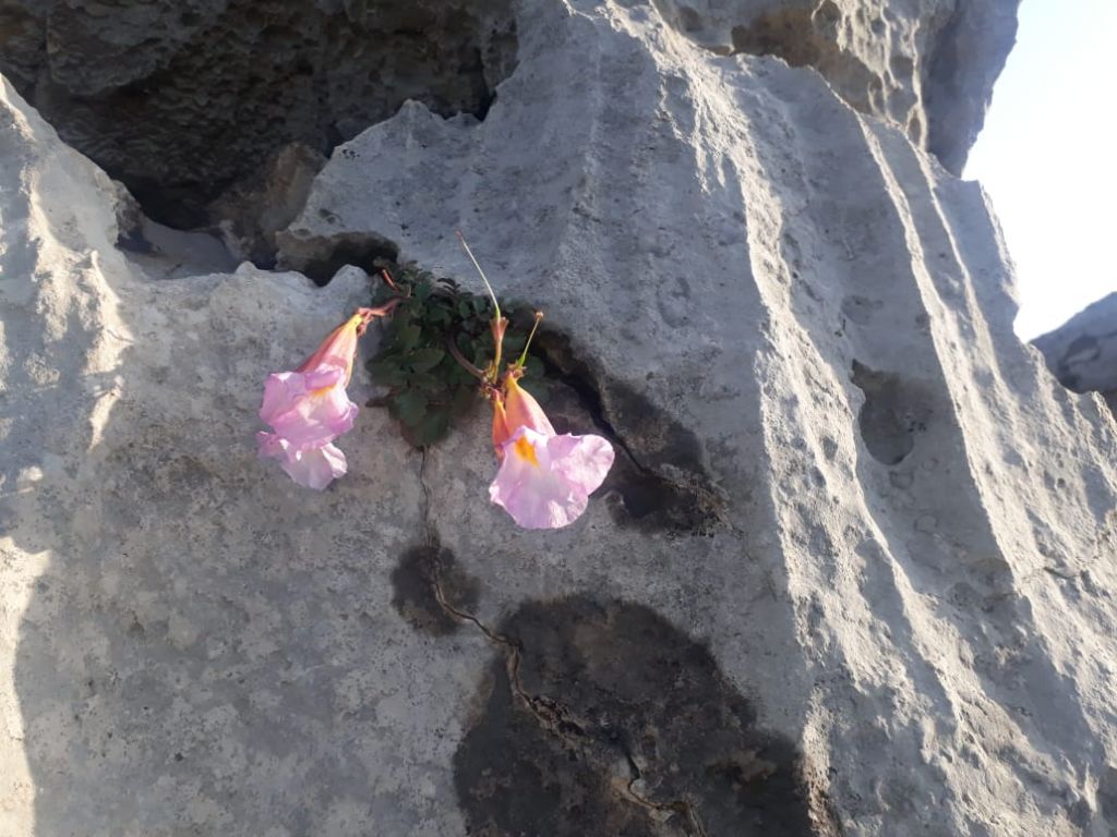 FLOWERS IN STONE!!!!!!!!